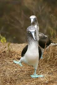 Bird With Blue Feet Galapagos Pin On A Slave To The Vibe