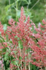 Image result for Melinis repens