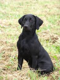 Den typiske forskel ligger i farven. Formel 1 Labrador Hvad Er Det