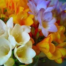 Freesia Royal Champion Mix Flower Seeds Freesia Hybrida 10 Seeds Flower Seeds Flowers Freesia Flowers