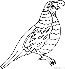 Bobwhite quail, currently not for sale. Quail Coloring Pages Coloringall
