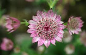 Image result for Astrantia major `Roma`