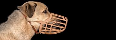 Mit witzigen hundetricks kannst du eindruck machen und deinen hund super beschäftigen. Mehr Als Ein Beissschutz Tierwelt