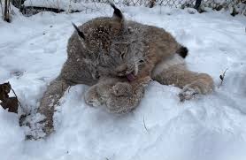 ZooMontana - Fierca showing off one of her best adaptations - her large  paws! 🐾 Canada lynx rely heavily on their large paws to be successful  hunters. In the winter months, these