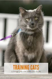 If You Thought Training Was Only For Dogs Then Think Again Because You Can Train Your Cat Too We Share Our Secrets Cat Training Raising Kittens Kitten Care
