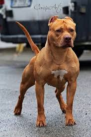 Milo Ze By Mark Watson And Pablo Michau Winner Story Monster Approved Award Winner Readers Favorite Fi Pitbull Terrier Pitbulls American Pitbull Terrier