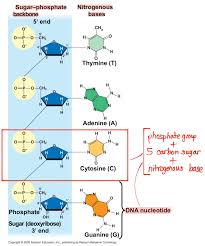 Plants and animals are made up of units called cells. Bi Ol O Gy BiËˆalÉ™je