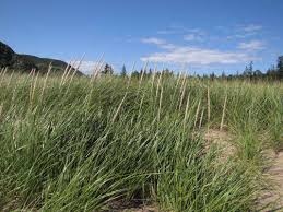 Image result for Leptochloa uniflora