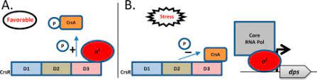 Get high quality logotypes for free. Protection Of The General Stress Response Ss Factor By The Crsr Regulator Allows A Rapid And Efficient Adaptation Of Shewanella Oneidensis Journal Of Biological Chemistry