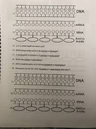 Mrna and transcription worksheet answer key elegant amoeba sisters dna vs rna and protein synthesis worksheet can be beneficial inspiration ribosomes dna rna mrna trna functions protein synthesis in cytoplasm. Date Protein Synthesis Worksheet Directions 1 Fill Chegg Com