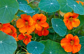 Capucines en fleurs dans un jardin