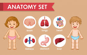 The free science images and photos are perfect learning tools, great for adding to science projects and provide lots of check out pictures and diagram related to bones, organs, senses, muscles and much more. Free Vector Scientific Medical Infographic Of Kids Human Anatomy