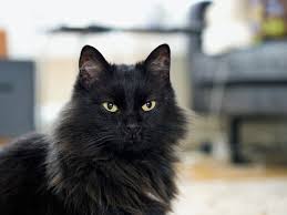 Explore our list of longhaired cats here. Norwegian Forest Cat Full Profile History And Care