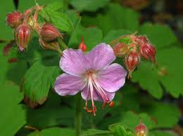 Image result for Geraniaceae