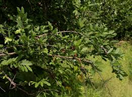 Image result for Cleistochlamys