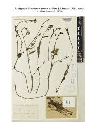 Image result for Justicia fittonioides