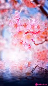 The best gifs are on giphy. Flowers Animated Gif Background Hd Wallpapers And Background Images