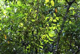Image result for Ficus ingens