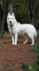 Our 3 5 Yr Old Female 50 Pounds Annie Cute Dogs And Puppies Cute Dogs Cute Animals