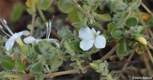Image result for Barleria spinulosa