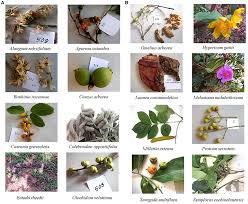 Flowers in clusters, at the end of twigs, fruits yellowish, fleshy and smells fruity. Frontiers Antimicrobial Anthelmintic And Antiviral Activity Of Plants Traditionally Used For Treating Infectious Disease In The Similipal Biosphere Reserve Odisha India Pharmacology