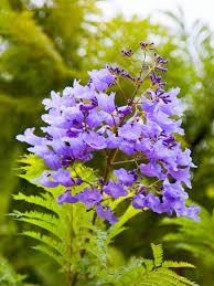 Jacaranda Hawaiian Blue Tree Jacaranda Mimosifolia Jacaranda Tree Jacaranda Tree Garden Flowering Trees