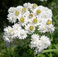Once You Ve Learned How To Take Care Of Pearly Everlasting And The Range Of Its Uses You May Want To Include Th Everlasting Flowers Plants Late Summer Flowers