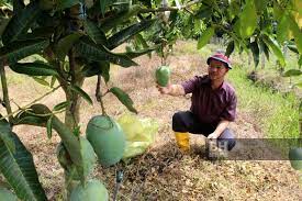 Pangkasan pokok harum manis selepas buah. Harum Manis Kelantan