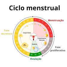 Este jueves, en un nuevo reporte sobre el estado de la pandemia de coronavirus en el país, el ministerio de salud informó las actualizaciones en relación al confinamiento, en el marco del plan paso a paso, en distintas zonas del país. Ciclo Menstrual O Que E Fases Periodo Fertil Biologia Net