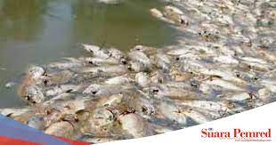 Ja 12 siang lebih, diriku berangkat dari rumah menuju masjid paling dekat di kampungku. Pemkab Bengkayang Ancam Penuba Ikan Di Sungai Suarapemredkalbar Com