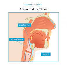 Some cancers which begin in the throat area, as well as the tongue, salivary glands, sinuses, nose or ear, are classified as head and neck cancers. Throat Cancer Symptoms Pictures Causes And Treatment
