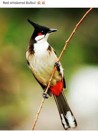 Brown Bird With Red Cheeks Pin By Linda Gaddy On Birds Fowl Bird Photography Birds