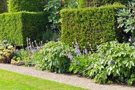 Wie sie ihren garten mit immergrünen pflanzen gestalten. Immergrun Als Kulisse Gartenzauber