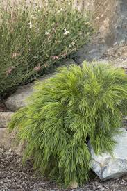 Check spelling or type a new query. Cousin Itt Acacia Conifers Garden Garden Shrubs Plants