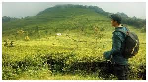 Kebun teh dengan luas sekitar 386,82 hektar dan sudah ada sejak tahun 1901. Pantai Ngebum Hingga Kebun Teh Medini 5 Destinasi Wisata Alam Nan Seru Buat Dijelajahi Di Kendal Tribun Travel