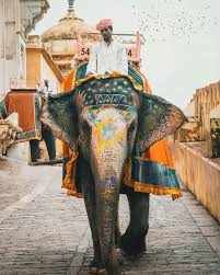 Epingle Par Meshal Sur Mumbai Elephant Indien Reve Indien Inde