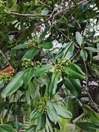 Image result for Rhizophora racemosa