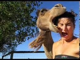 A hilarious video has captured the moment a camel tried to gobble an adorable toddler as she sat next to her father while they traveled through the he calmly brushes the camel's head aside. Camel Bites Ladies Head Youtube