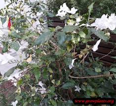 Image result for Mackaya