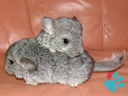 Calculate Chinchilla In Human Years Equivalence