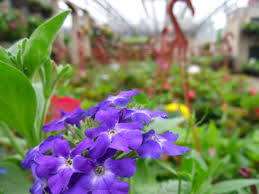 Davies Brothers Nursery Burnham Chalk Pit Ln