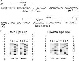 1914) joseph gonzales, francuski piłkarz, trener (ur. Sp1 Cooperates With The Ets Transcription Factor Gabp To Activate The Cd18 B2 Leukocyte Integrin Promoter Journal Of Biological Chemistry