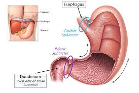 Organs that can be found in the different quadrants and regions of the body. Abdominal Organs Anatomy 622 Coursebook