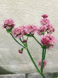 Image result for Eriospermum roseum