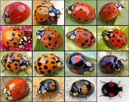 Harmonia Axyridis Wikipedia