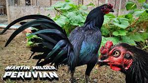 Sabung ayam online merupakan game judi online sangat populer di kalangan masyarakat seperti dulu harus ke tempat pertandingan, adanya judi video sabung ayam peru uang asli dengan. Ayam Philipin Sabung Sabong Gallos On Twitter Peruvian By Martin Wilder Sabong Peruanos Gallos Gallosfinos Gamefarm Ayamperu Roosters Detail Video Https T Co D8u7deowld Https T Co Rd9angjm33