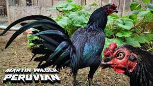 Jenis ayam yang satu ini memang ayam peru asli dengan yang palsu hampir sama. Ayam Philipin Sabung Sabong Gallos On Twitter Peruvian By Martin Wilder Sabong Peruanos Gallos Gallosfinos Gamefarm Ayamperu Roosters Detail Video Https T Co D8u7deowld Https T Co Rd9angjm33