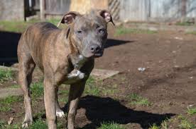 Bluenose Brindle Pitbull Pitbulls Brindle Pets
