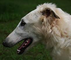 Dog lovers wild dogs whippet dog photos dogs dog mommy borzoi creepy animals dog breeds. The Profile Of A Young Beast Ch Gryffyn S Aeyrie Party Animal Borzoi Borzoi Animals Dogs