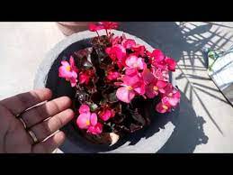 297 How To Grow N Care Begonia Plant Hindi Urdu 15 2 17 Youtube